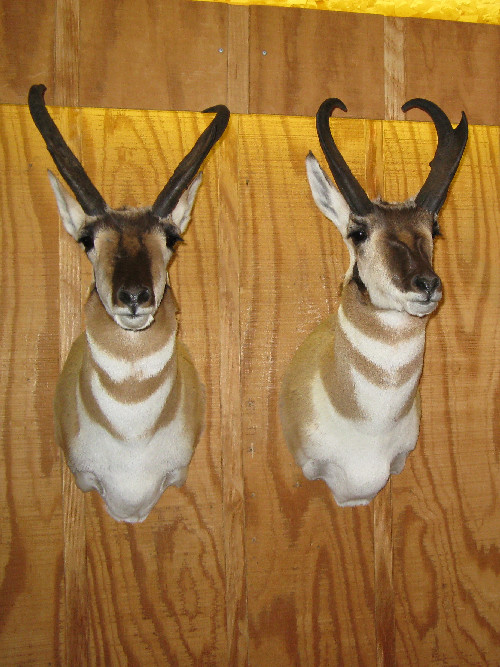 Pair of Antelope