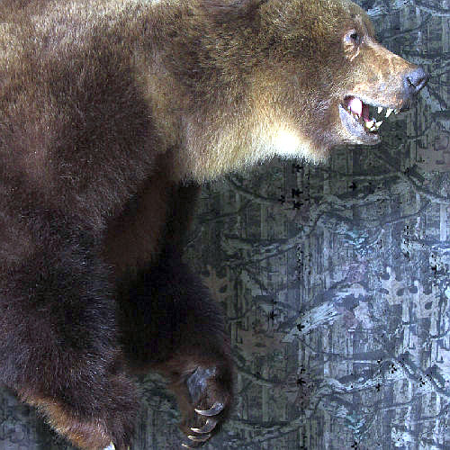 Bear Close Up