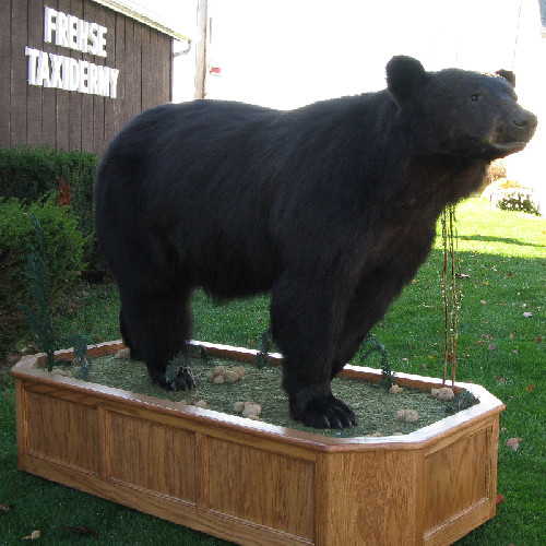 Bear on Base