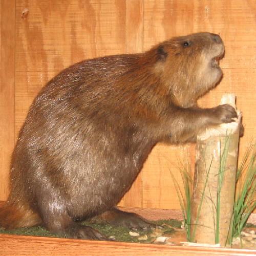 Beaver with Stump