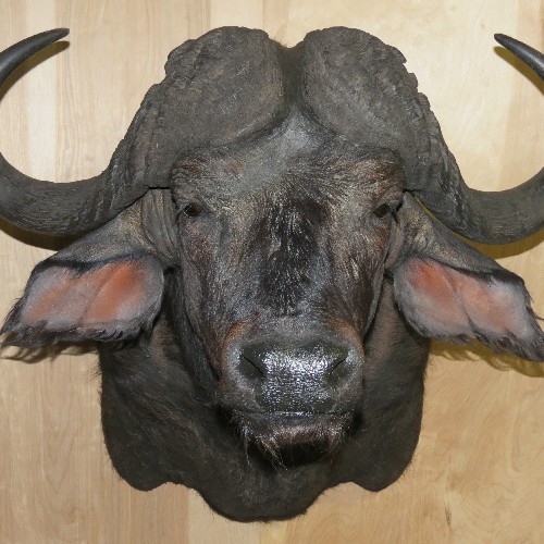Caped Buffalo face