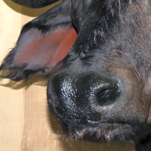 Caped Buffalo Nose