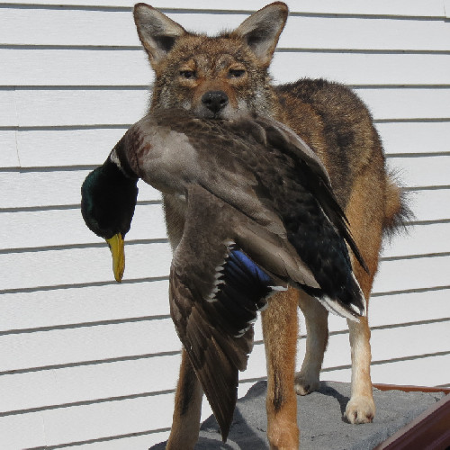 Coyote with Duck
