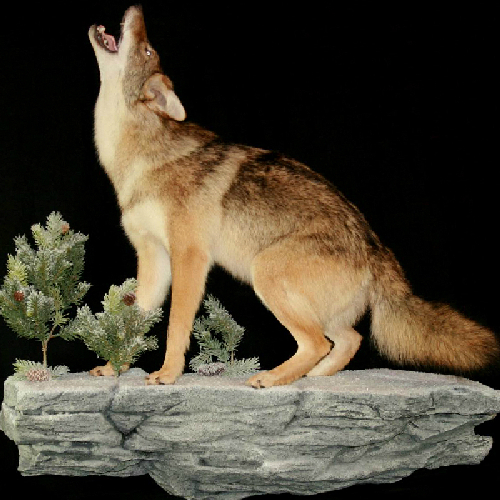 Coyote on Rock Ledge