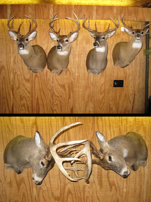 Deer Herds w Locked Horns