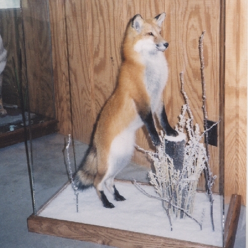 Fox in Habitat