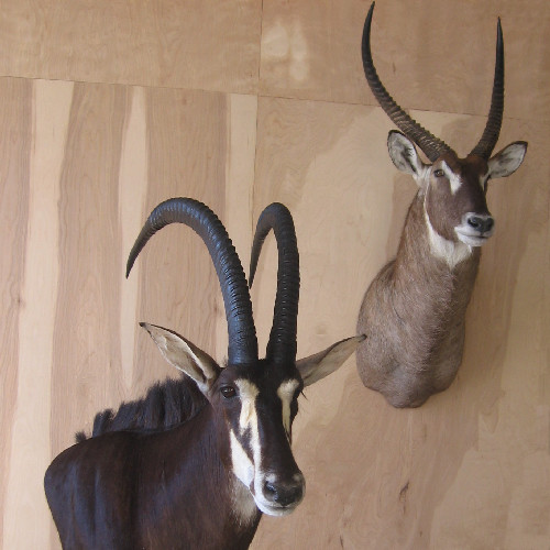 Sable and Water Buck