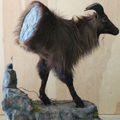 Tahr from New Zealand