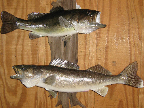 Walleye and Bass