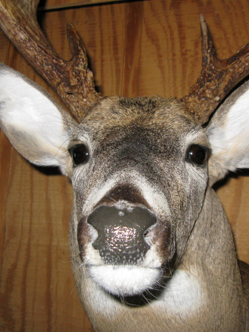 Whitetail Face