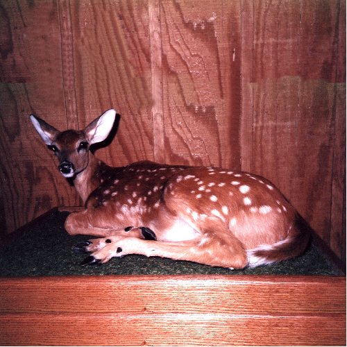 Whitetail Fawn resting